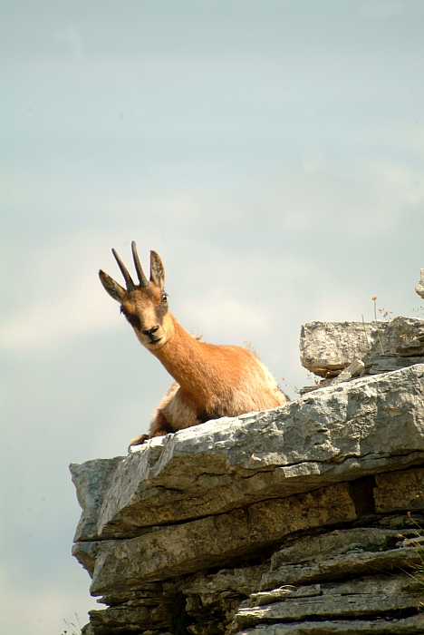 Camoscio d''Abruzzo Rupicapra pyrenaica ornata